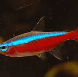 CARDINALE – Paracheirodon axelrodi