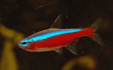 CARDINALE – Paracheirodon axelrodi