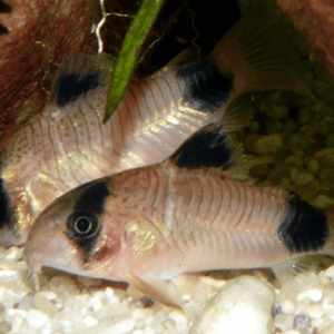 CORYDORAS PANDA