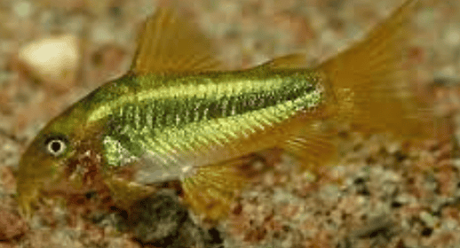 GREEN LASER CW009 - immagine 2