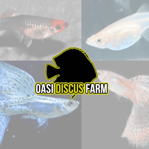 GUPPY E ALTRI POECILIDI