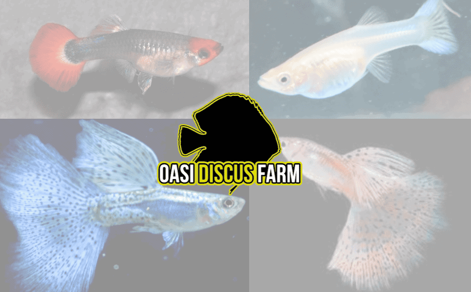 GUPPY E ALTRI POECILIDI