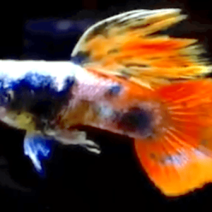 “GUPPY SHOW” TIGER RED MAGENTA