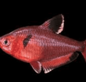 EQUES / CALLISTUS – hypessobricon