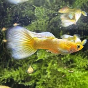 “GUPPY SHOW ” GOLD PLATINUM 24K