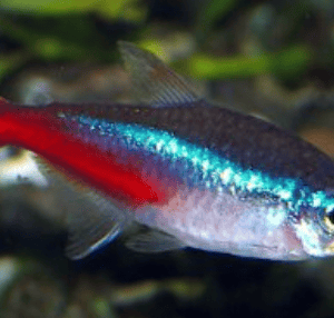 NEON – Paracheirodon innesi