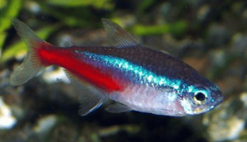 NEON – Paracheirodon innesi