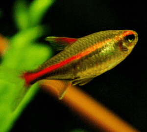 NEON ROSA – Hemigrammus erythrozonus