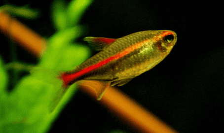 NEON ROSA – Hemigrammus erythrozonus - immagine 2