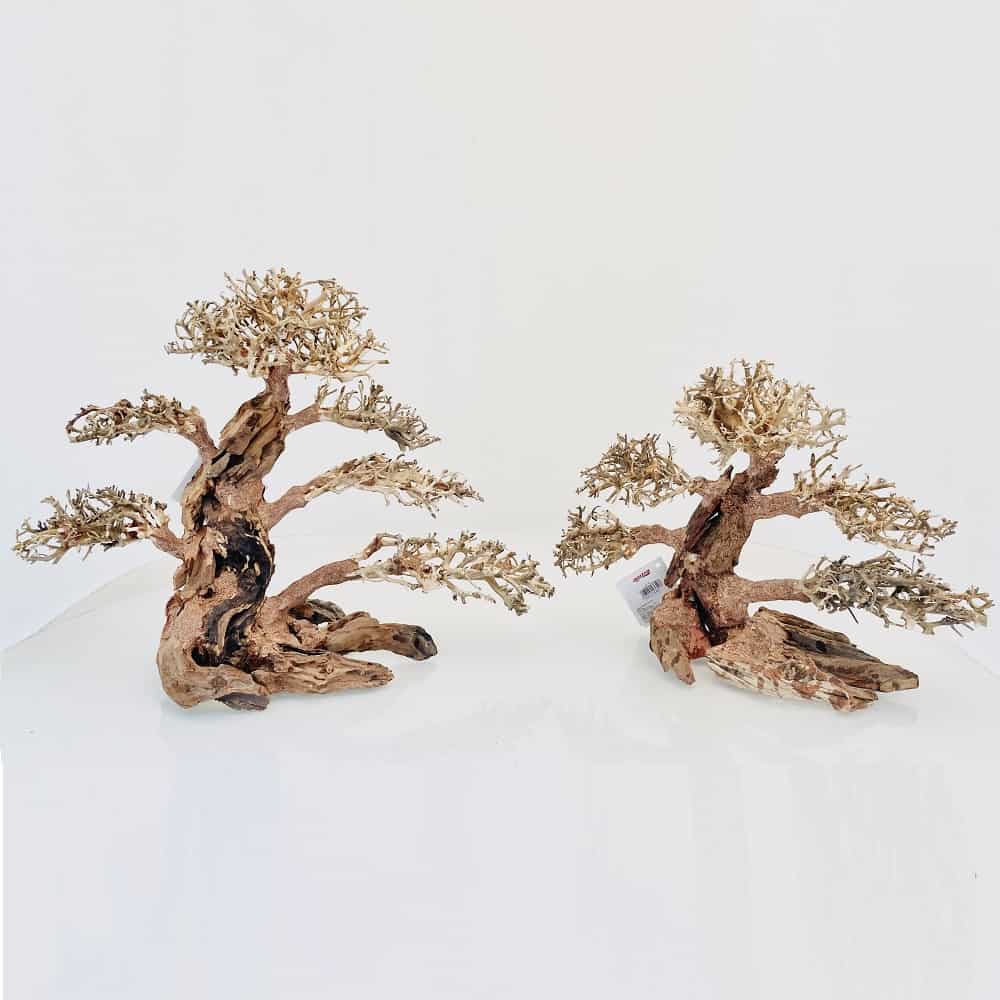 AMTRA ORIENTAL WIND 4 - immagine 5