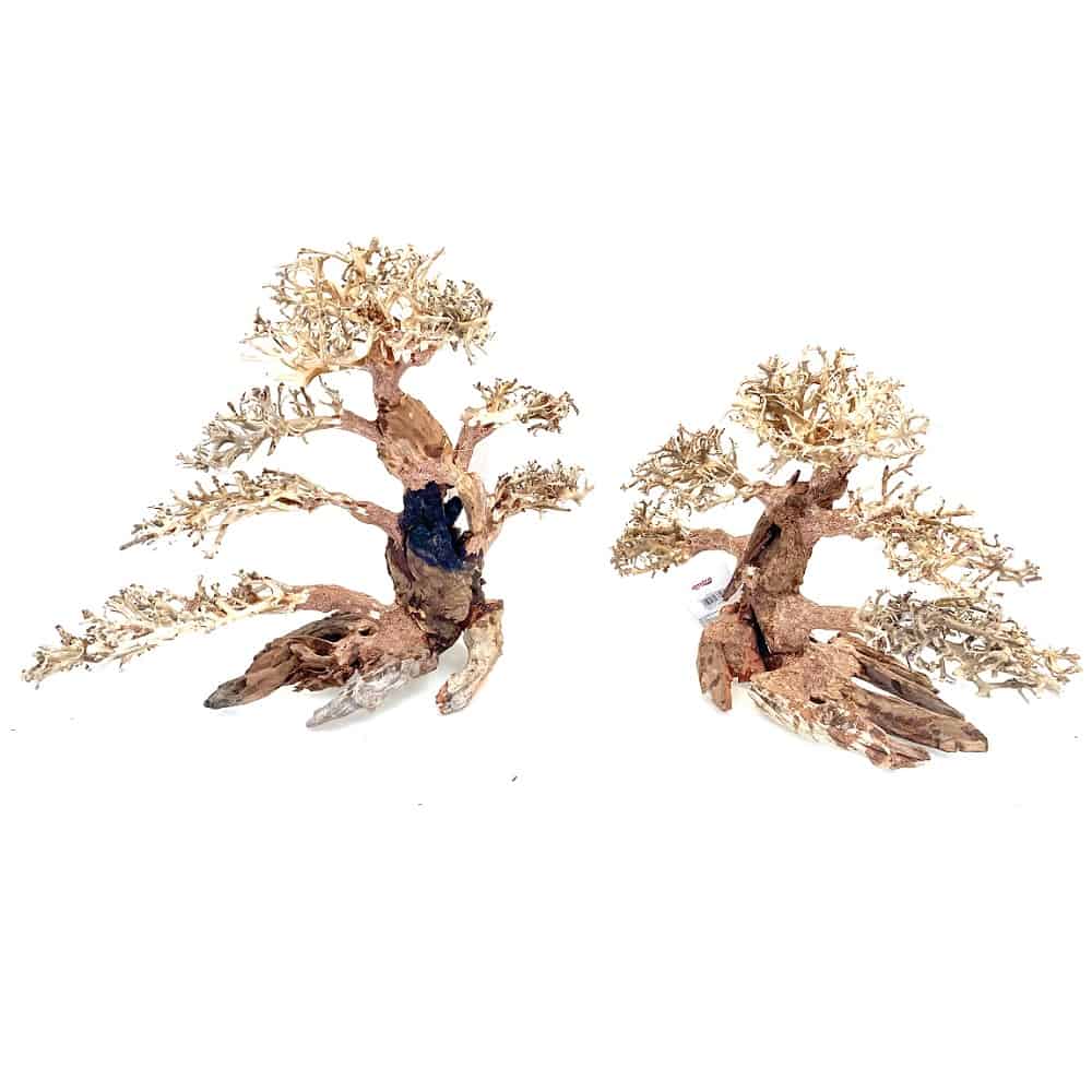 AMTRA ORIENTAL WIND 4 - immagine 4