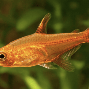 AMANDAE – hypessobricon