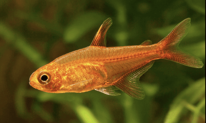 AMANDAE – hypessobricon - immagine 2