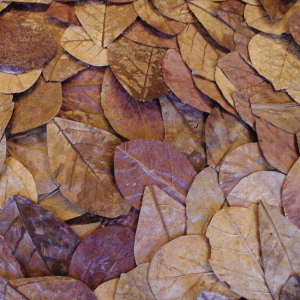 FOGLIE DI CATAPPA, catappa leavs