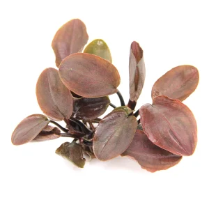 Lagenandra Meeboldii Red