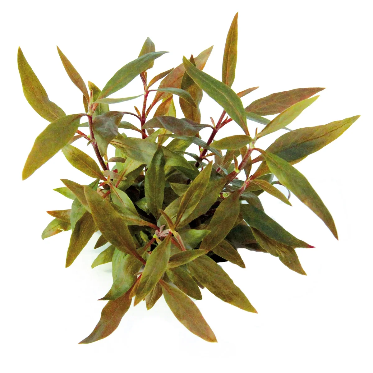 Alternanthera Reineckii 'Mini' - immagine 2