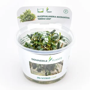 Bucephalandra micrantha 'Needle Leaf'