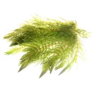 Ceratophyllum Demersum
