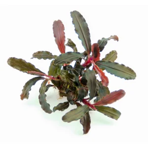 Bucephalandra sp. ´Red Scorpio´