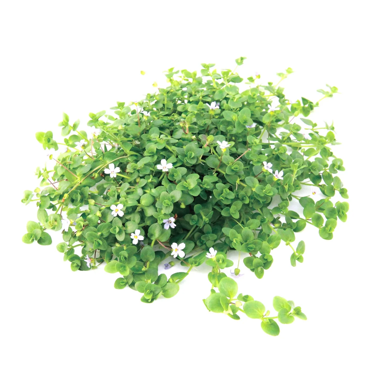 Bacopa Australis - immagine 2