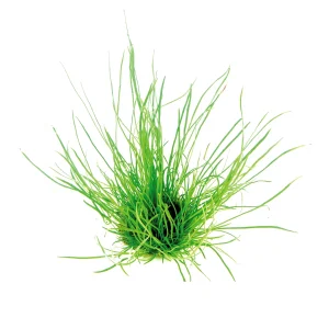 Lilaeopsis mauritiana