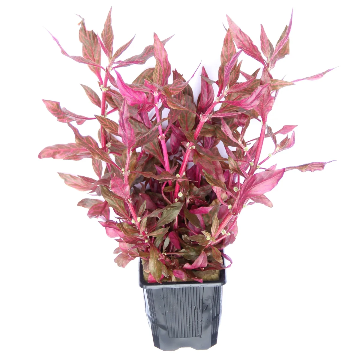 Alternanthera Reineckii 'Red Ruby' XXL - immagine 2