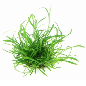 Lilaeopsis brasiliensis