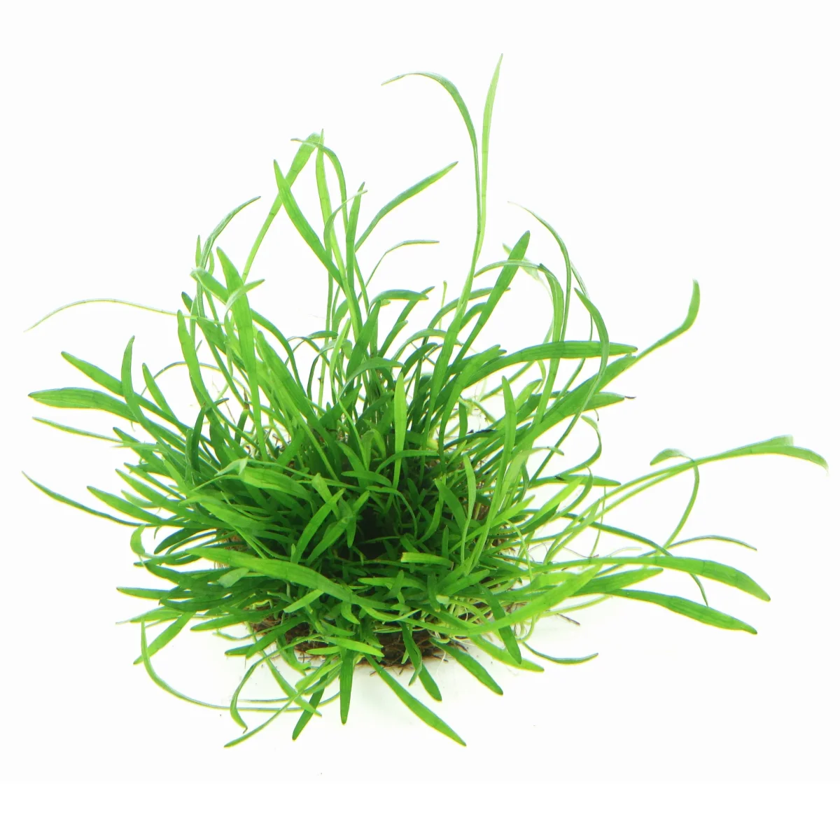 Lilaeopsis brasiliensis - immagine 2