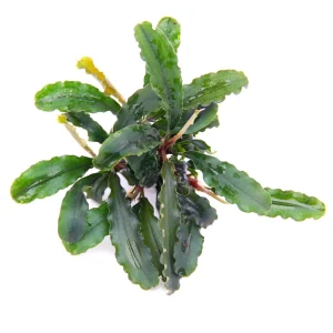 Bucephalandra pygmaea 'Bukit Kelam'