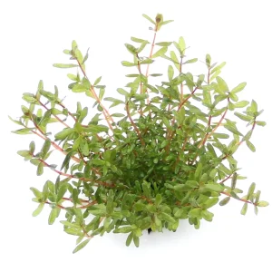 Rotala rotundifolia ´Laos´