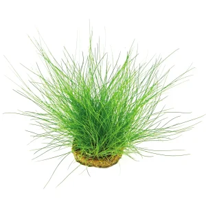 Eleocharis acicularis