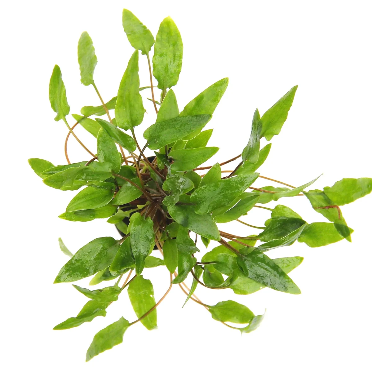 Cryptocoryne wendtii 'Green' - immagine 2