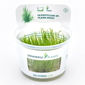 Taxiphyllum spec. 'Flame Moss'