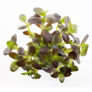 Bacopa salzmannii 'Purple'