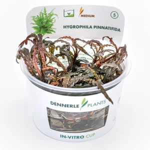 Hygrophila pinnatifida In Vitro