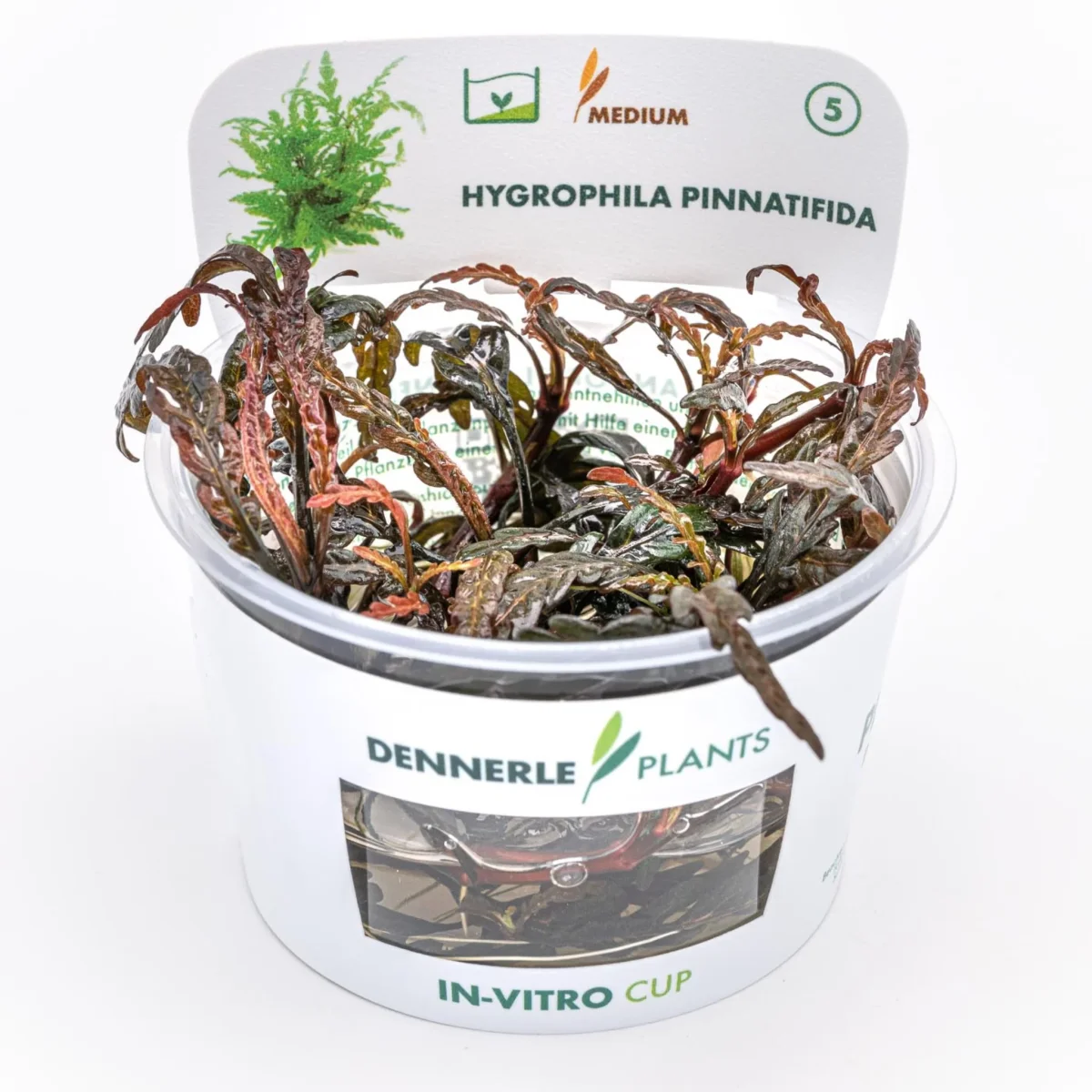 Hygrophila pinnatifida In Vitro