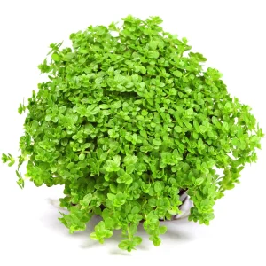 Hemianthus callitrichoides 'Cuba'