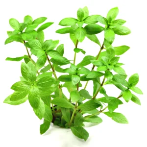 Hygrophila Polysperma