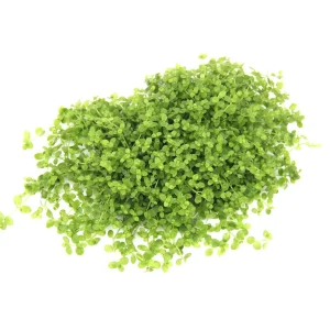 Micranthemum tweediei 'Montecarlo'