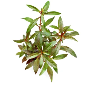 Ludwigia glandulosa