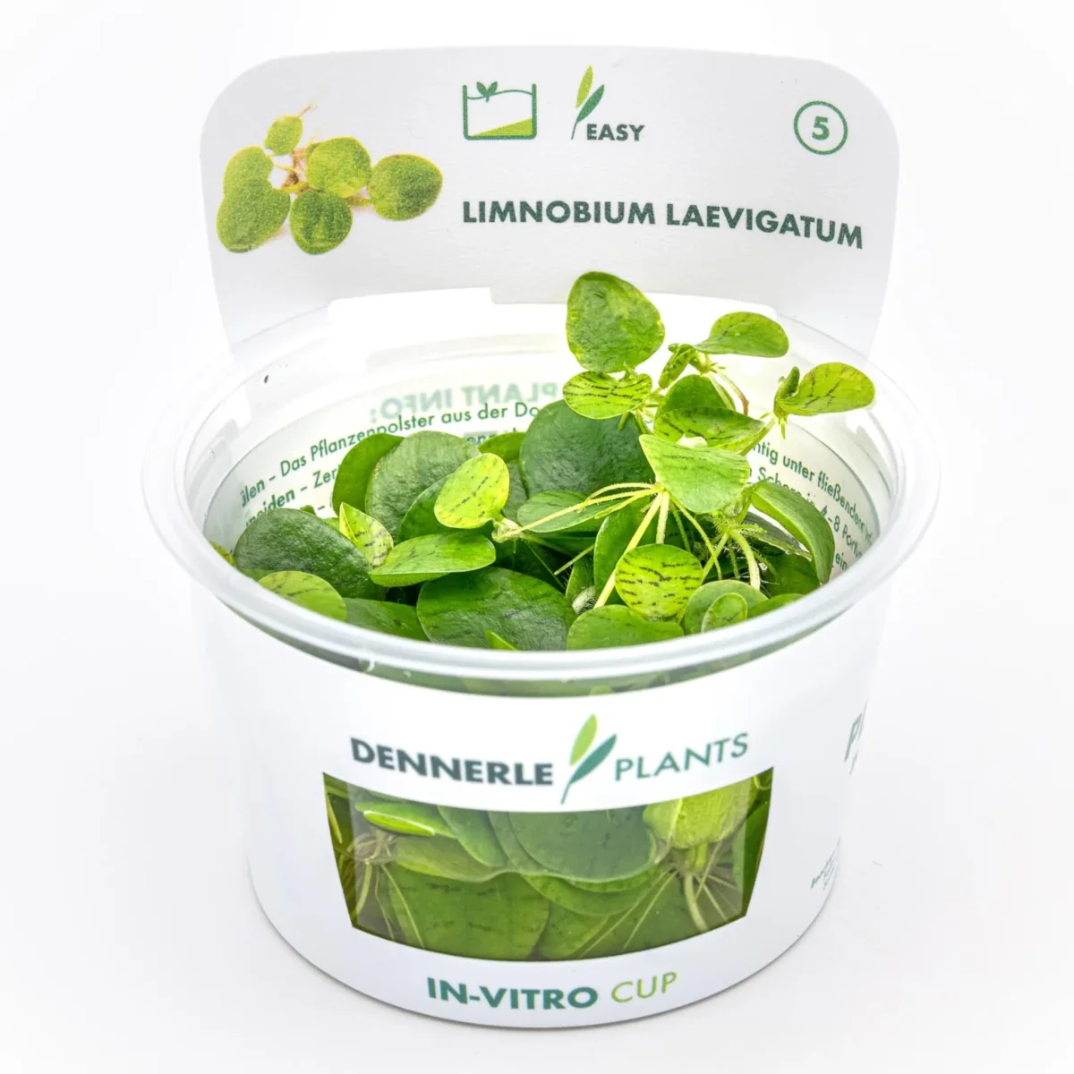Limnobium laevigatum In Vitro - immagine 2