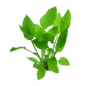 Echinodorus argentinensis