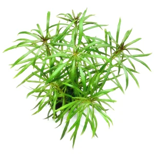 Pogostemon stellatus