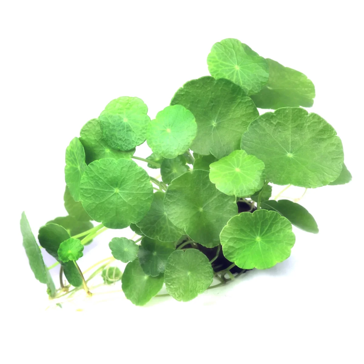 Hydrocotyle verticillata