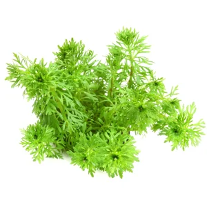 Limnophila Sessiliflora