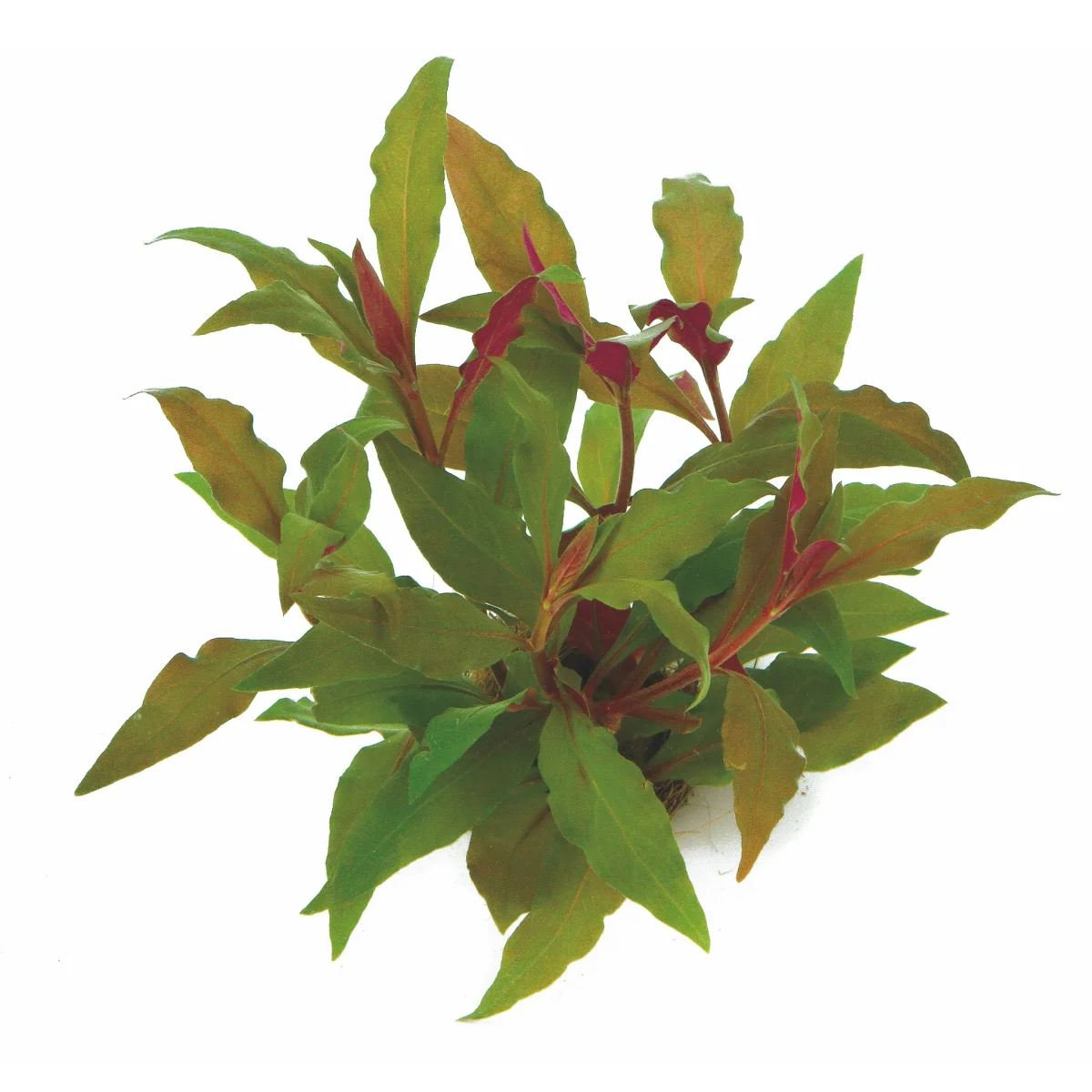 Alternanthera Reineckii 'Red' - immagine 2