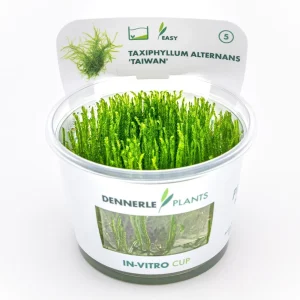 Taxiphyllum alternans ´Taiwan´