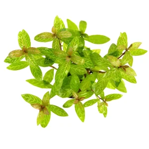 Hygrophila polysperma 'Sunset'