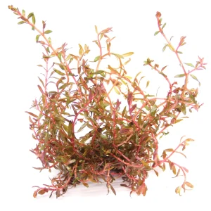 Rotala rotundifolia spec. 'H'Ra'