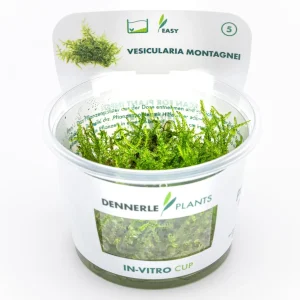 Vesicularia montagnei